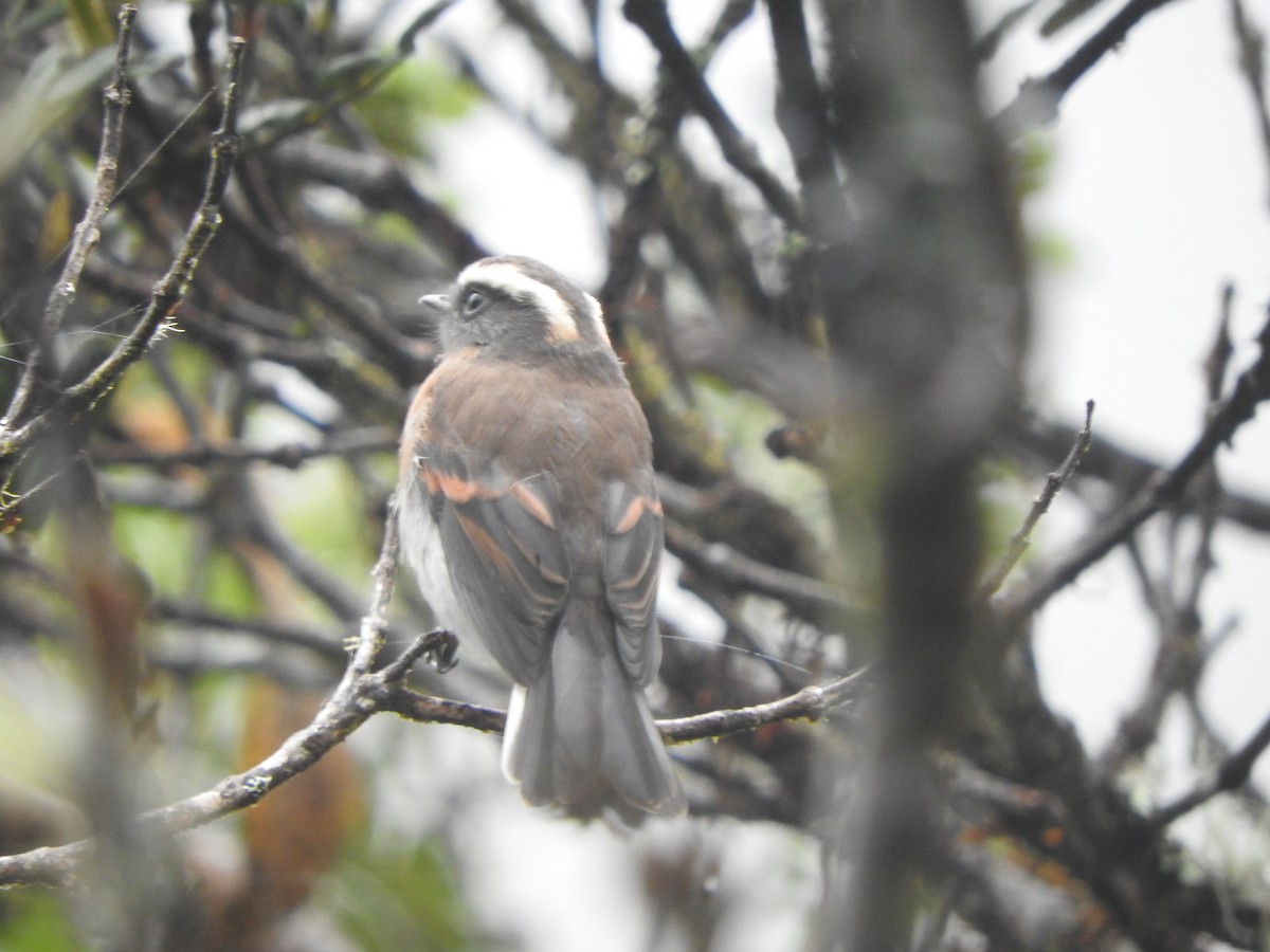 Orangebrust-Schmätzertyrann - ML644648673