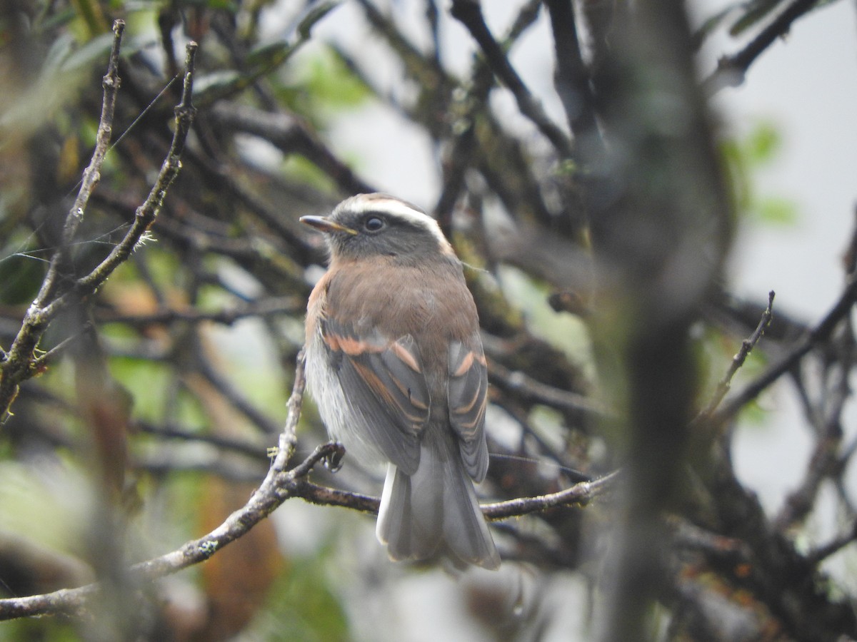 Orangebrust-Schmätzertyrann - ML644648674