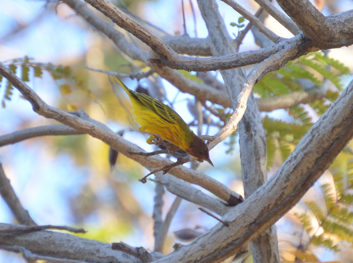 Mangrove Yellow Warbler (Panama) - ML644648677