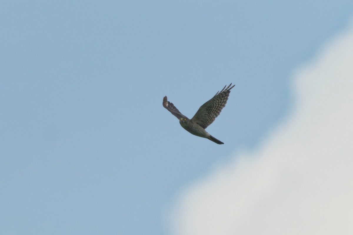 נץ יפני - ML644648692