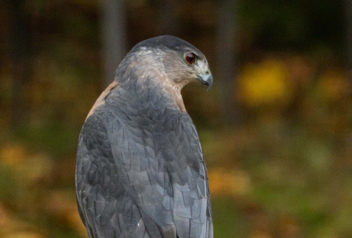 Cooper's Hawk - ML644648710