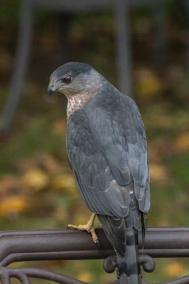 Cooper's Hawk - ML644648711