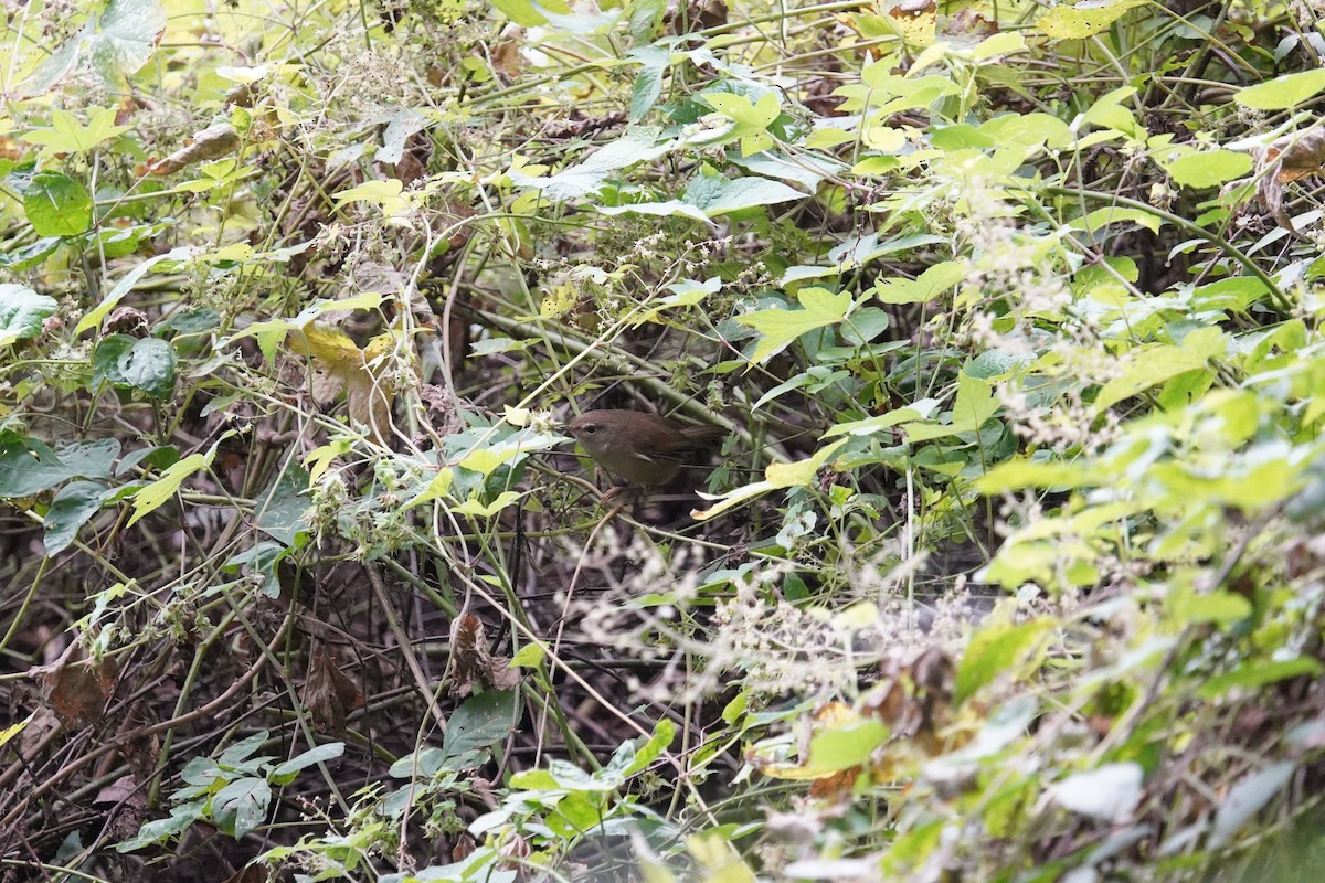 Широкохвістка вохриста - ML644648713