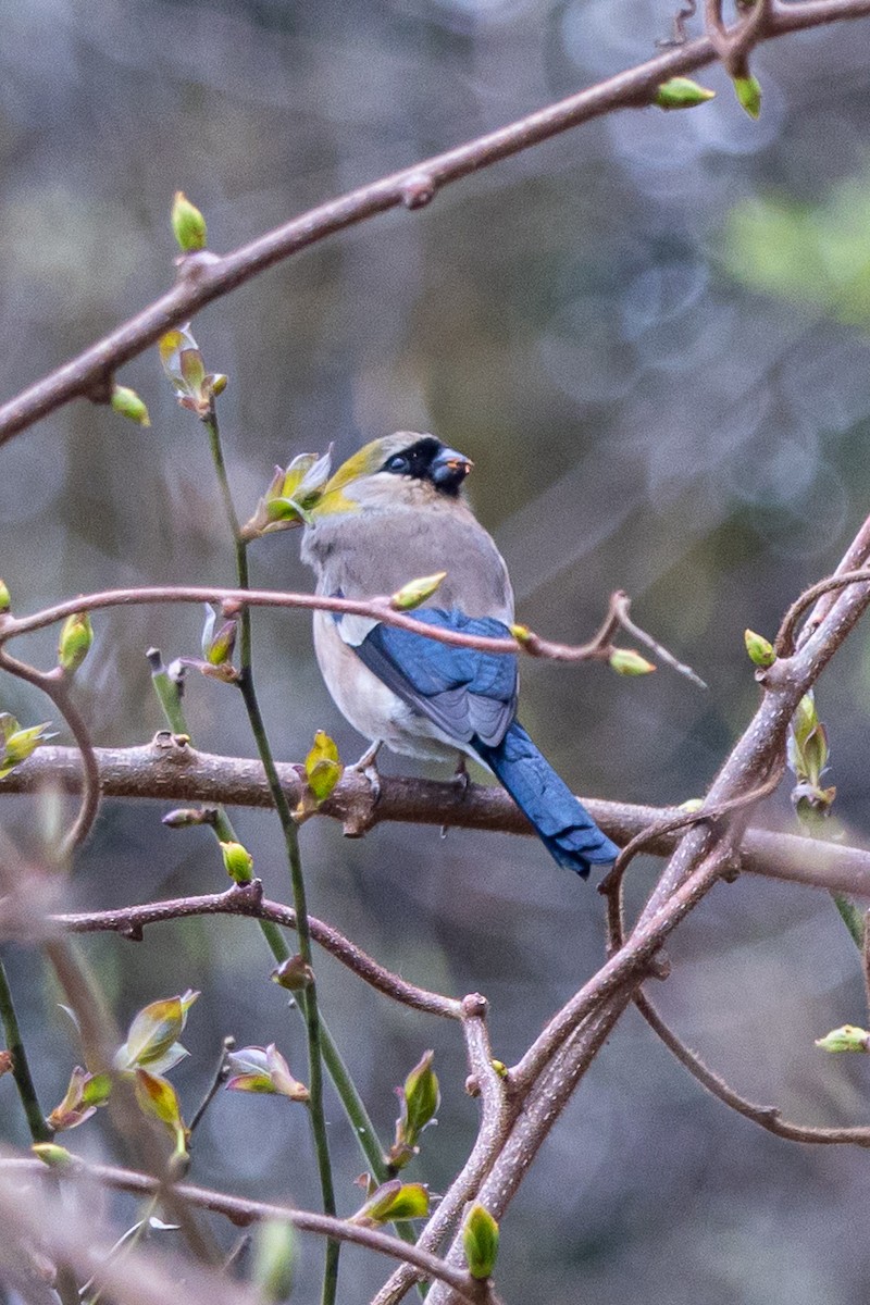 Red-headed Bullfinch - ML644648718