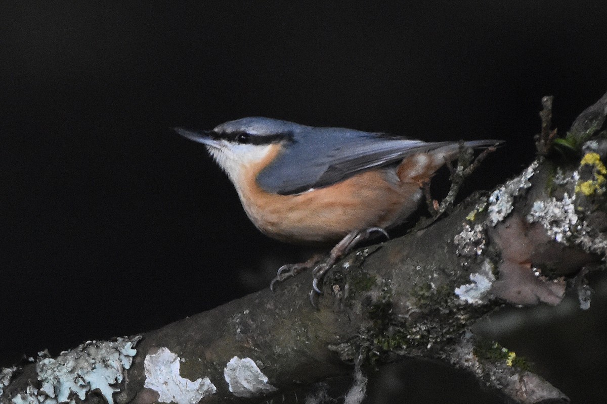 Eurasian Nuthatch - ML644648719