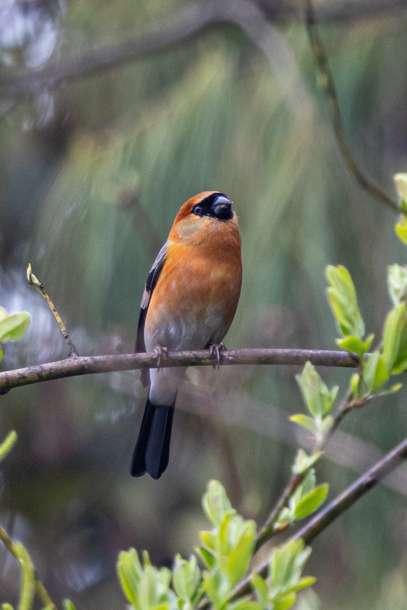 Red-headed Bullfinch - ML644648722