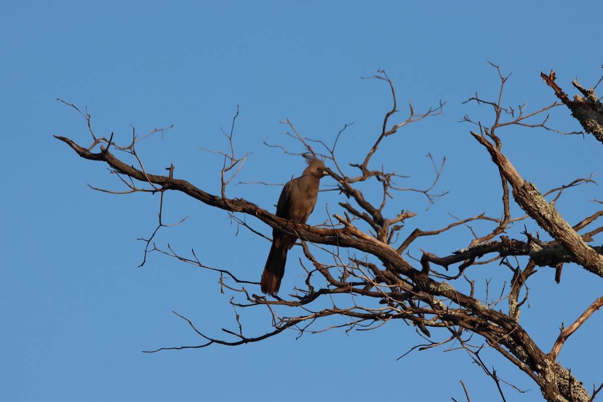Touraco concolore - ML644648725