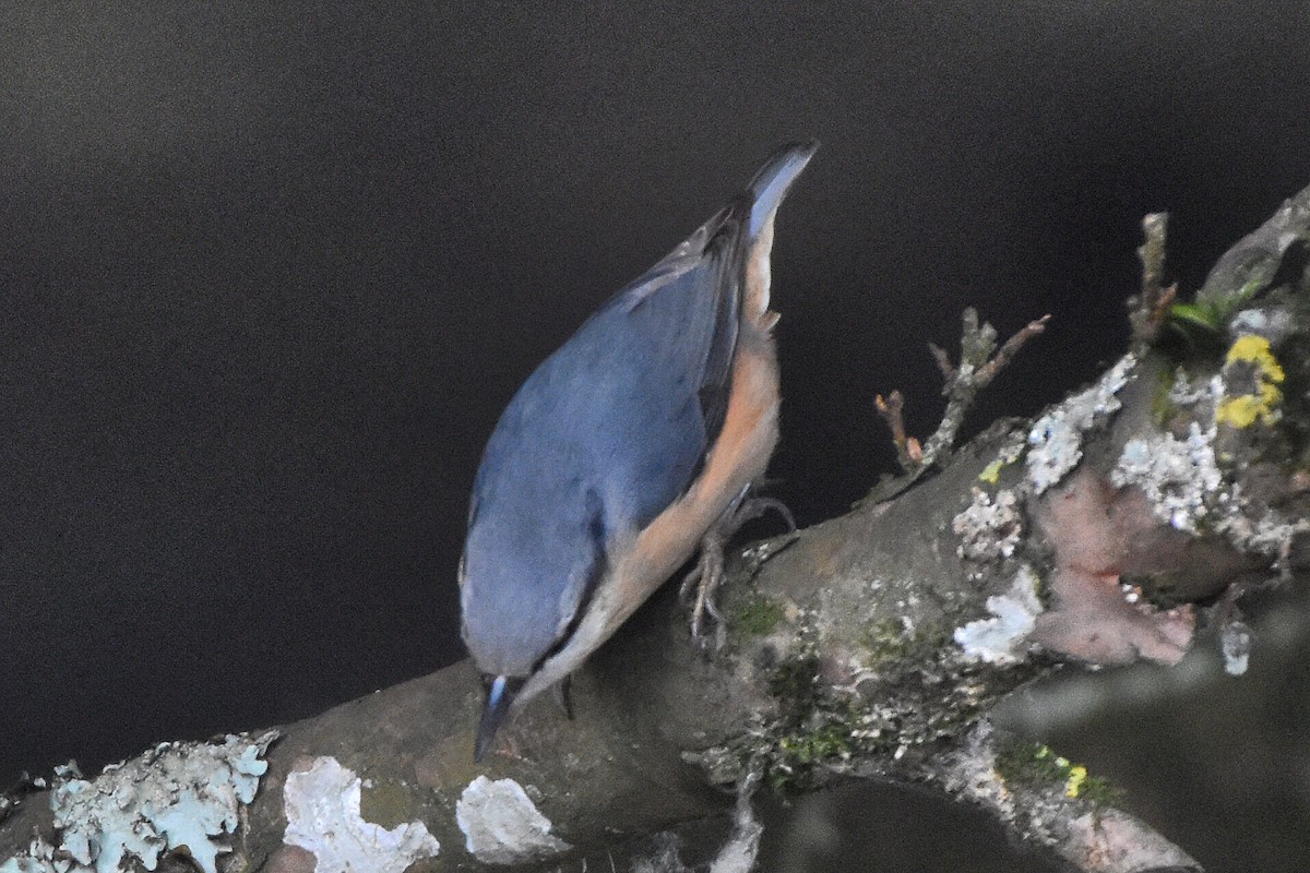 Eurasian Nuthatch - ML644648727