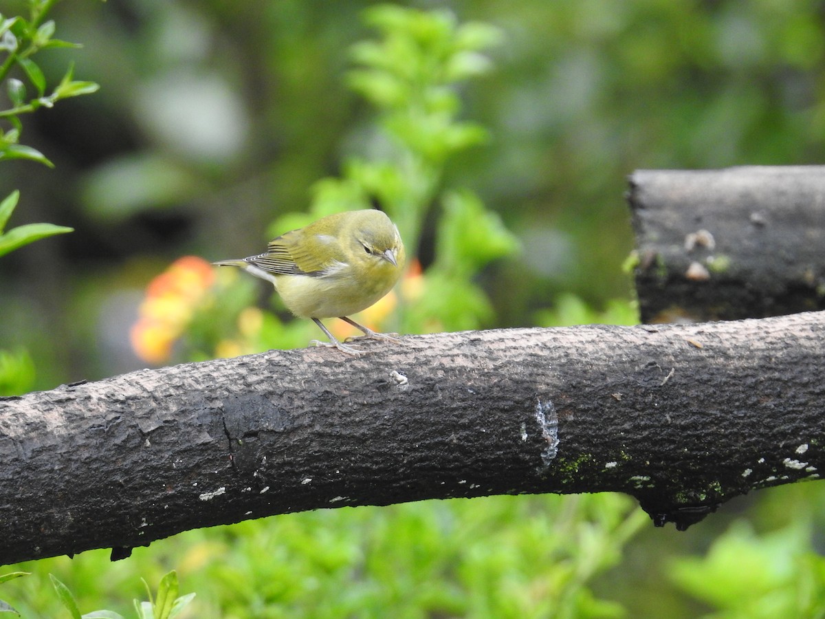 Tennessee Warbler - ML644648732
