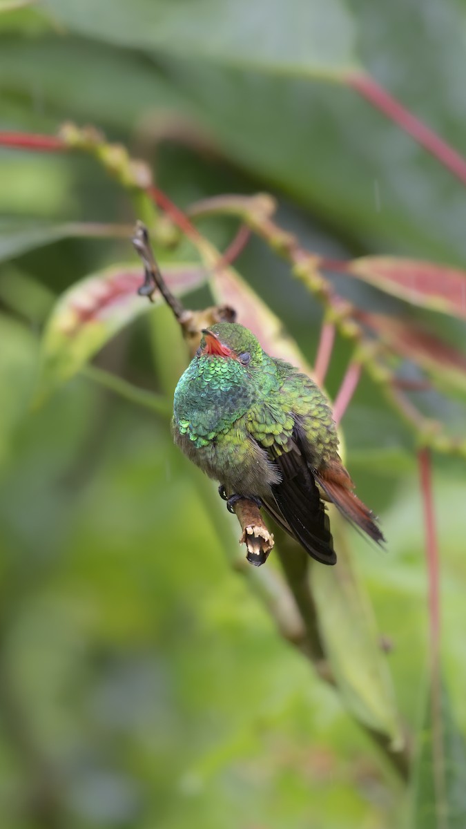 Рыжехвостая амазилия - ML644648738