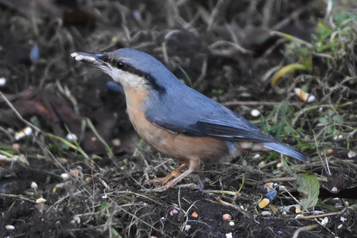 Eurasian Nuthatch - ML644648739