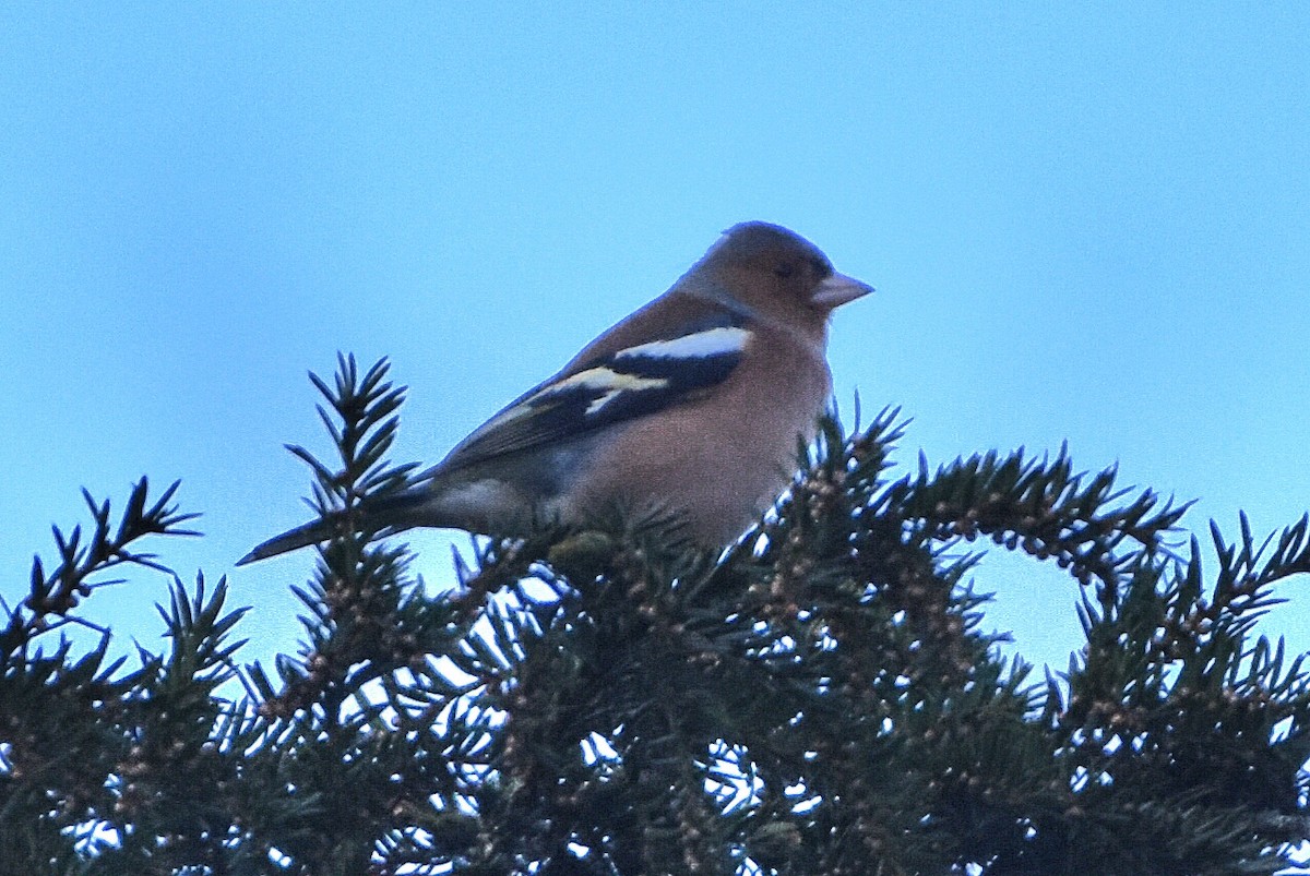 Common Chaffinch - ML644648753