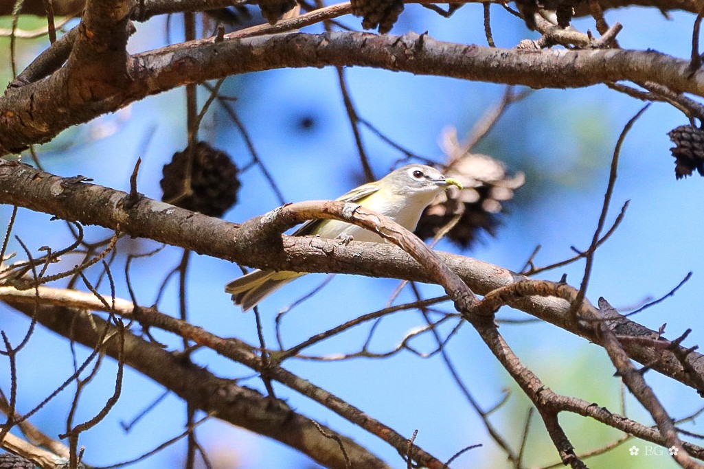 eremittvireo - ML644648767