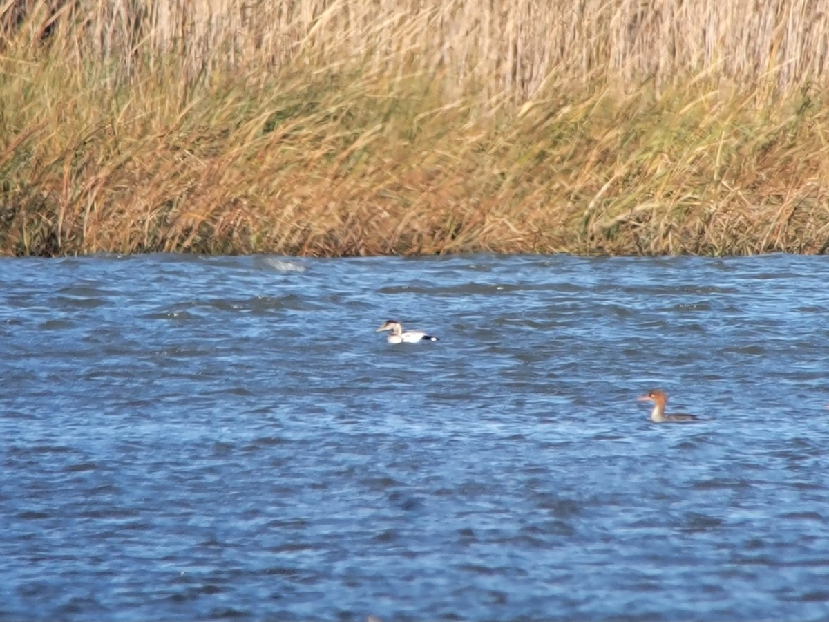 kajka mořská - ML644648777