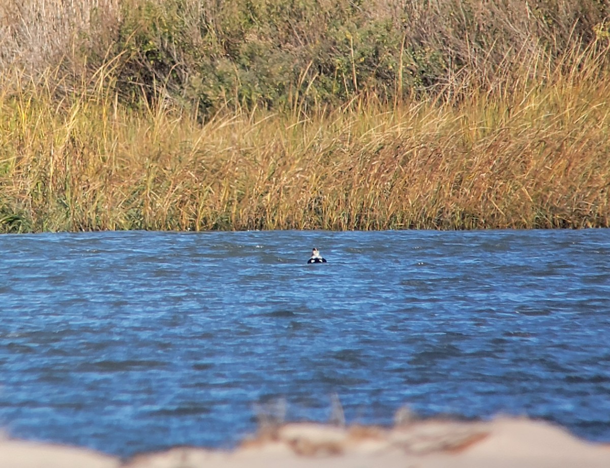 kajka mořská - ML644648779