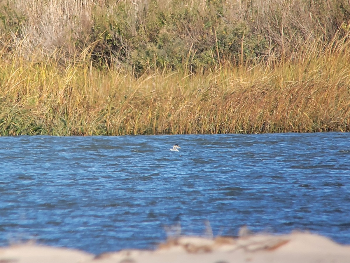 kajka mořská - ML644648780