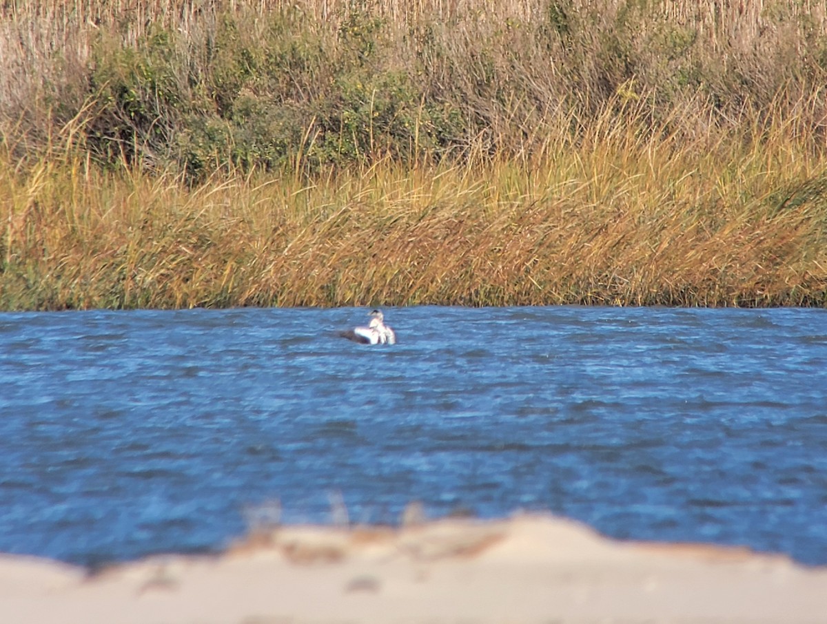 kajka mořská - ML644648781