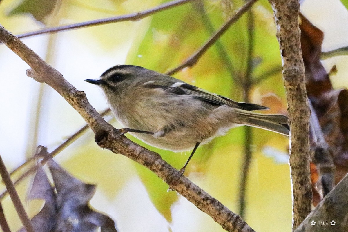 ildkronefuglekonge - ML644648790