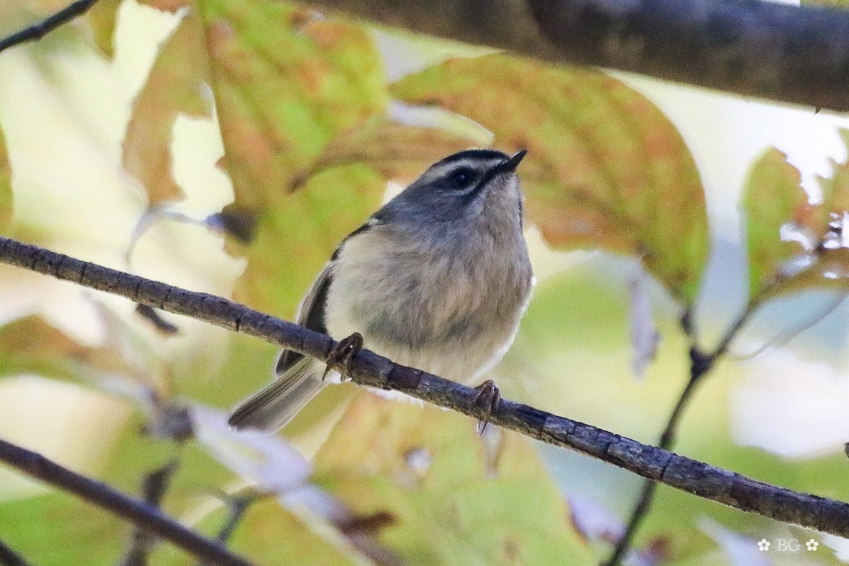 ildkronefuglekonge - ML644648791