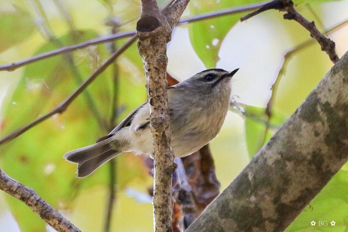 ildkronefuglekonge - ML644648792