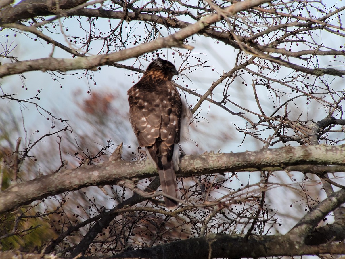Cooper's Hawk - ML644648797