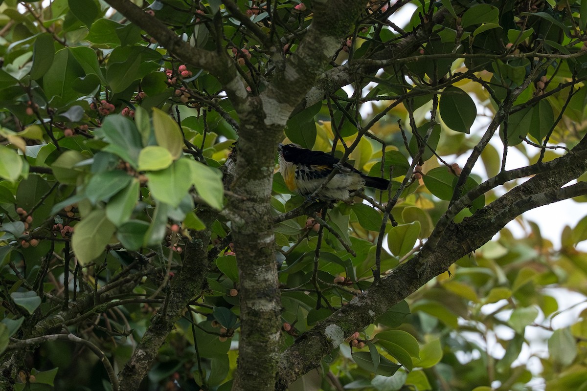 Spot-crowned Barbet - ML644648800