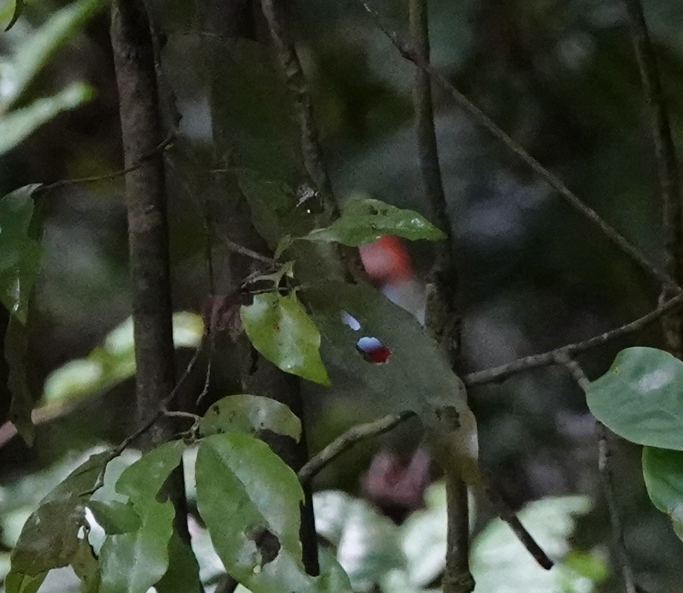 Papuan Pitta - ML644648818