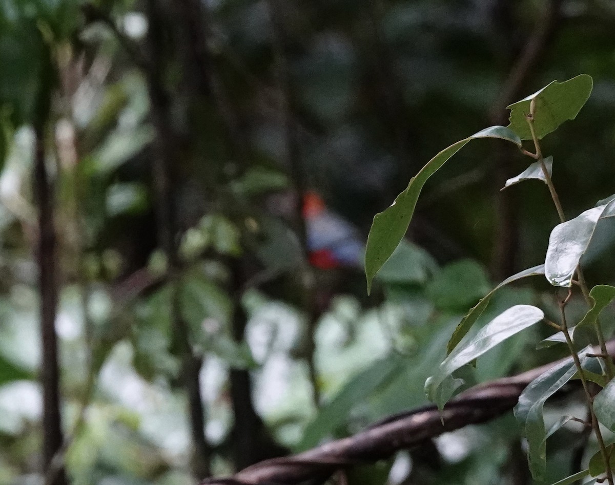 Papuan Pitta - ML644648819