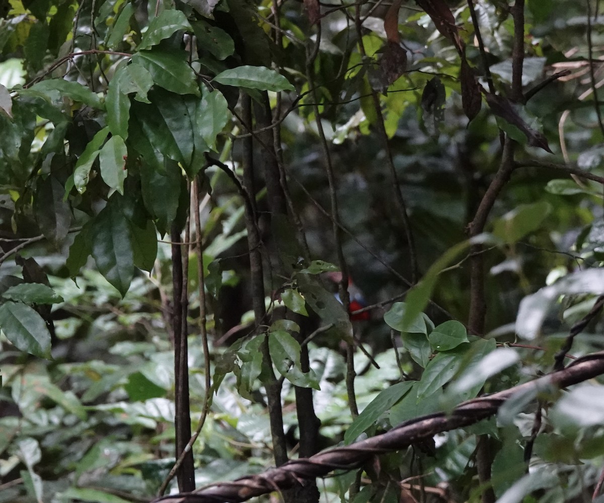 Papuan Pitta - ML644648820