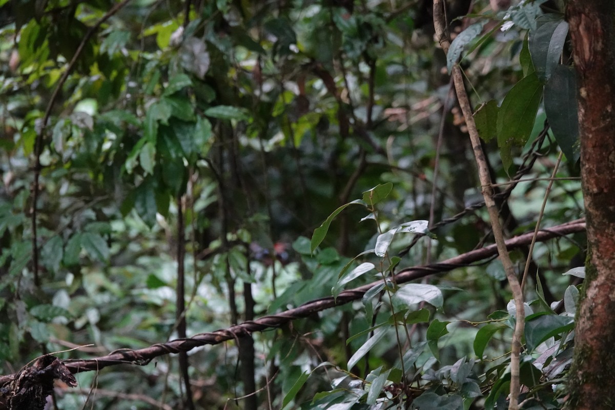 Papuan Pitta - ML644648822