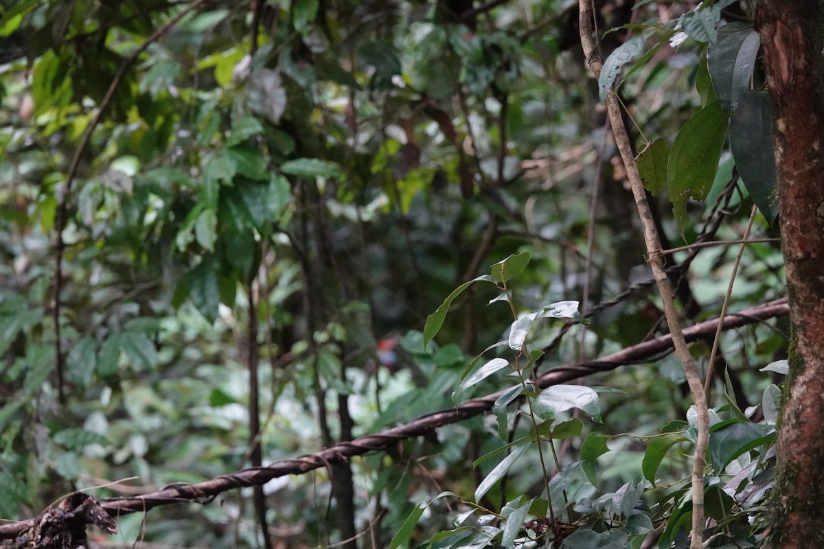 Papuan Pitta - ML644648823