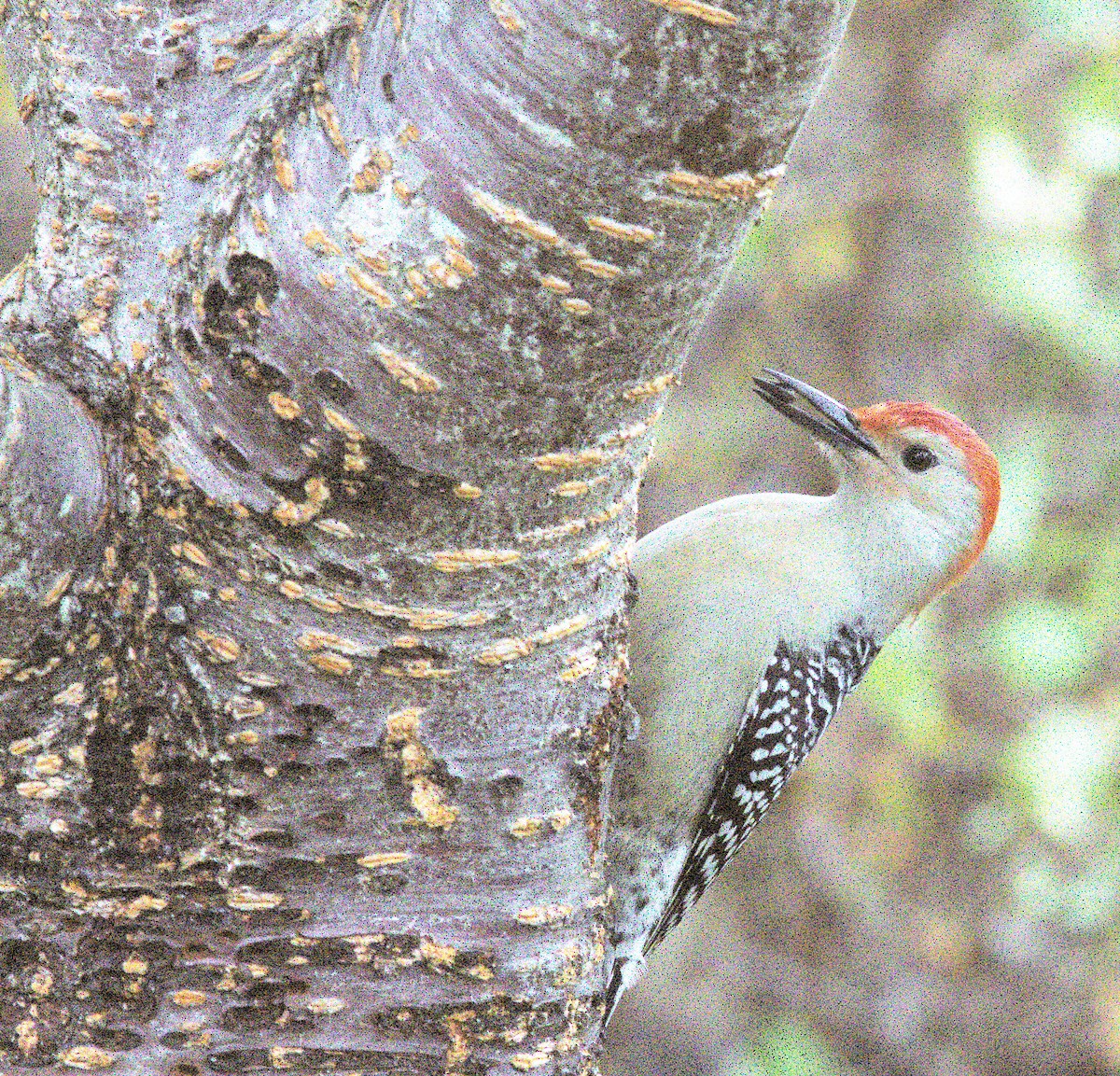 Pic à ventre roux - ML644648827