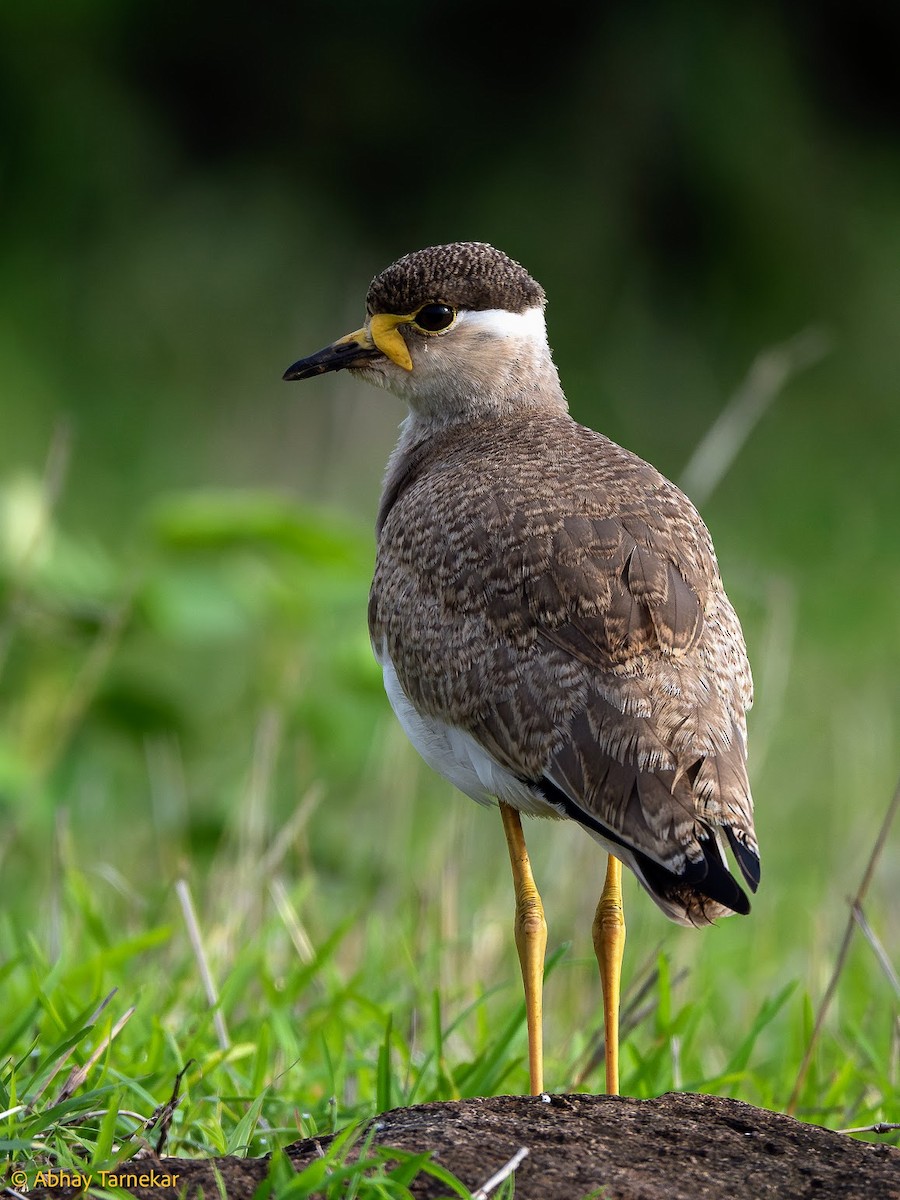 Yellow-wattled Lapwing - ML644648838