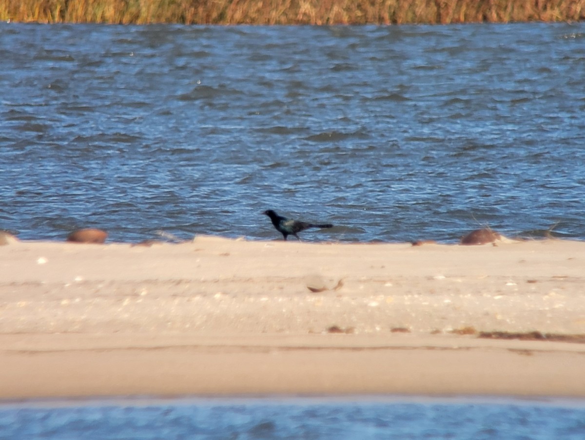 Гракл прибережний - ML644648839