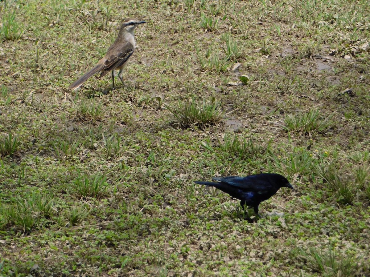 Блестящий трупиал - ML644648843