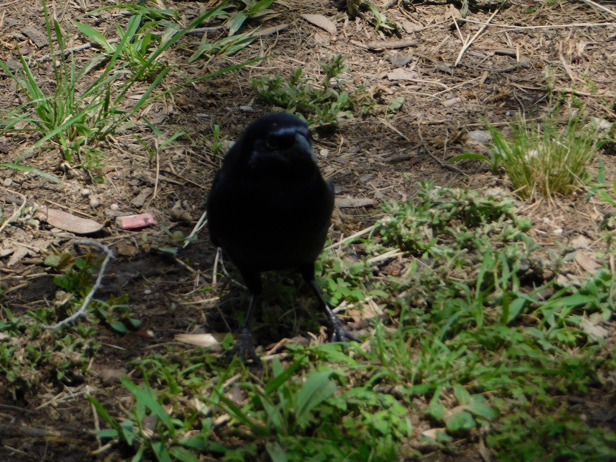 Блестящий трупиал - ML644648844