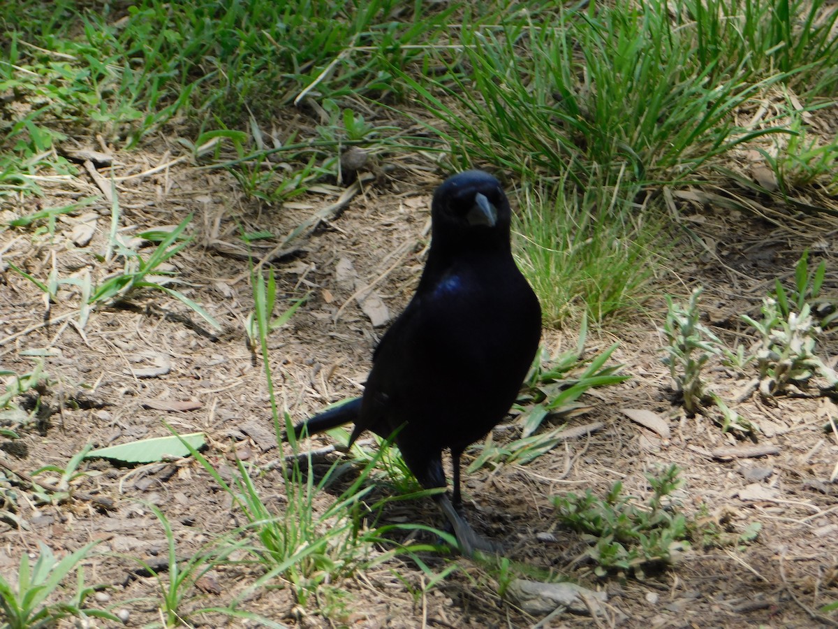 Блестящий трупиал - ML644648845