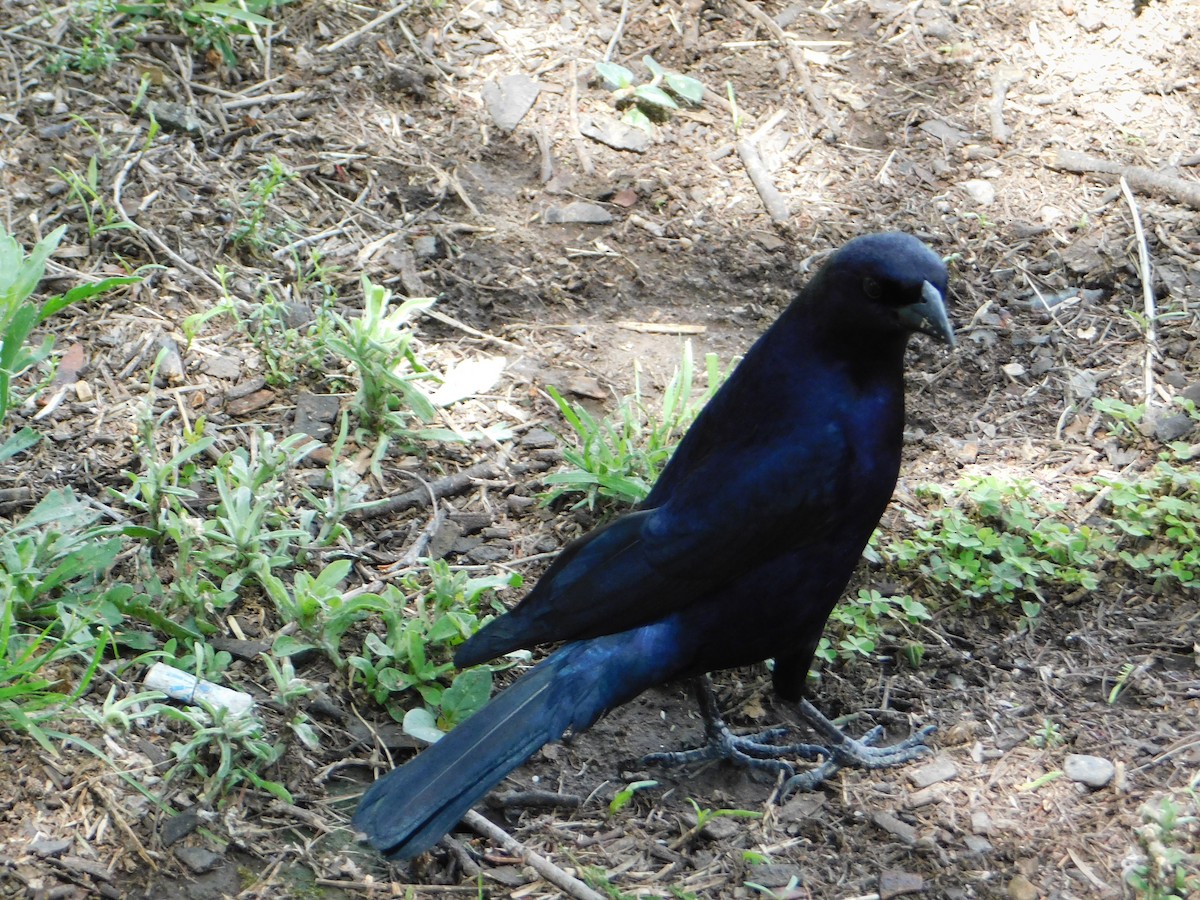 Блестящий трупиал - ML644648846