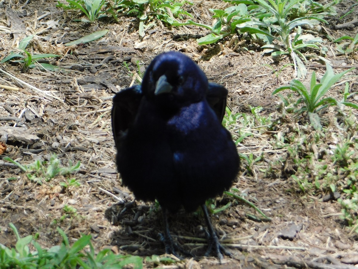 Блестящий трупиал - ML644648847