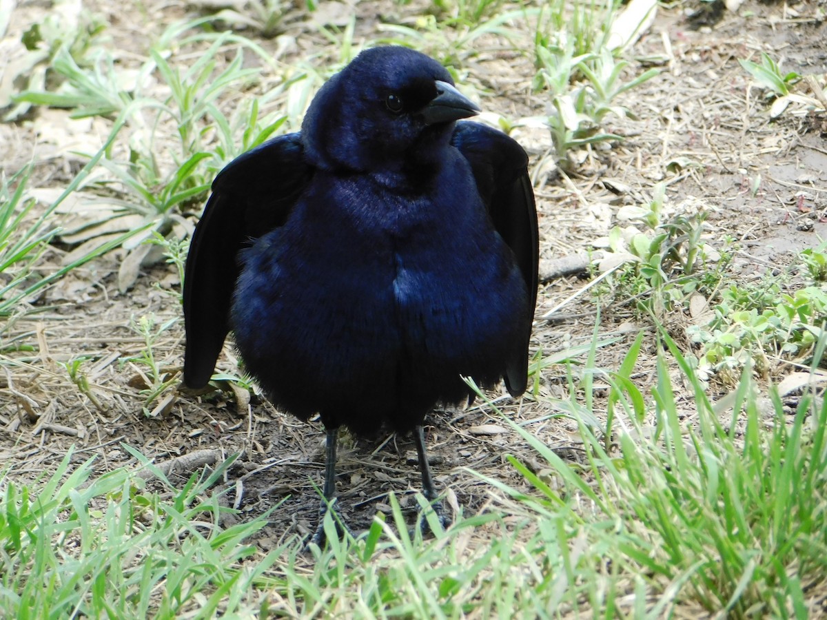 Блестящий трупиал - ML644648848