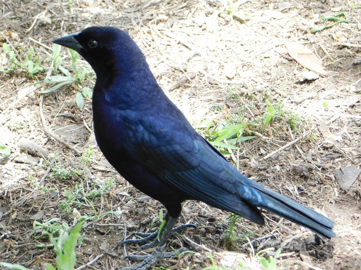 Блестящий трупиал - ML644648849