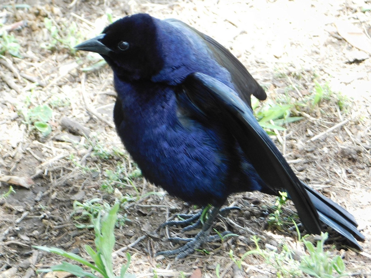 Блестящий трупиал - ML644648850