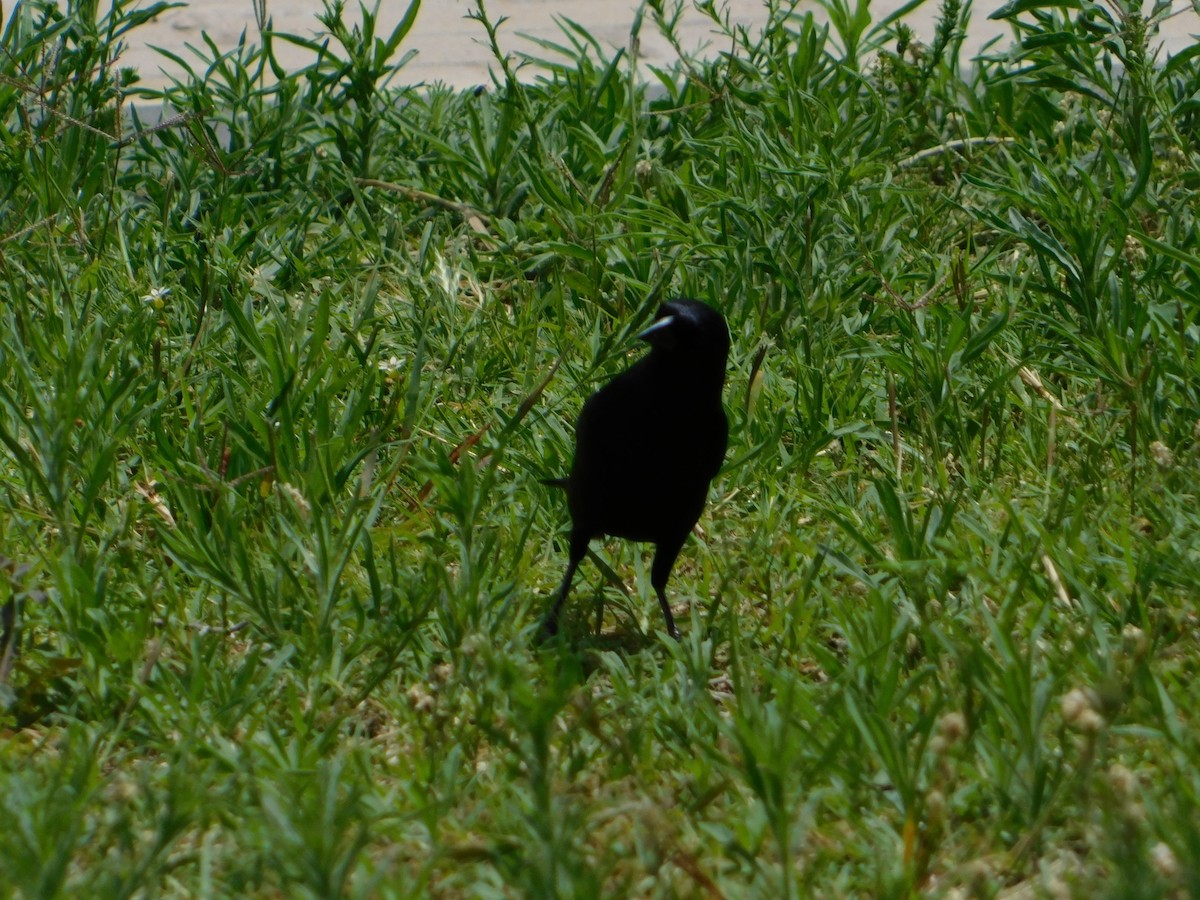 Блестящий трупиал - ML644648851