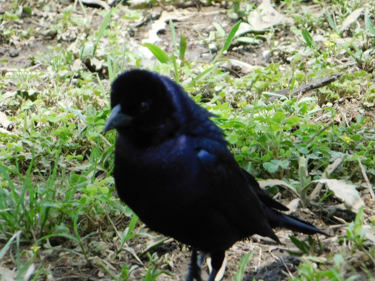 Блестящий трупиал - ML644648852