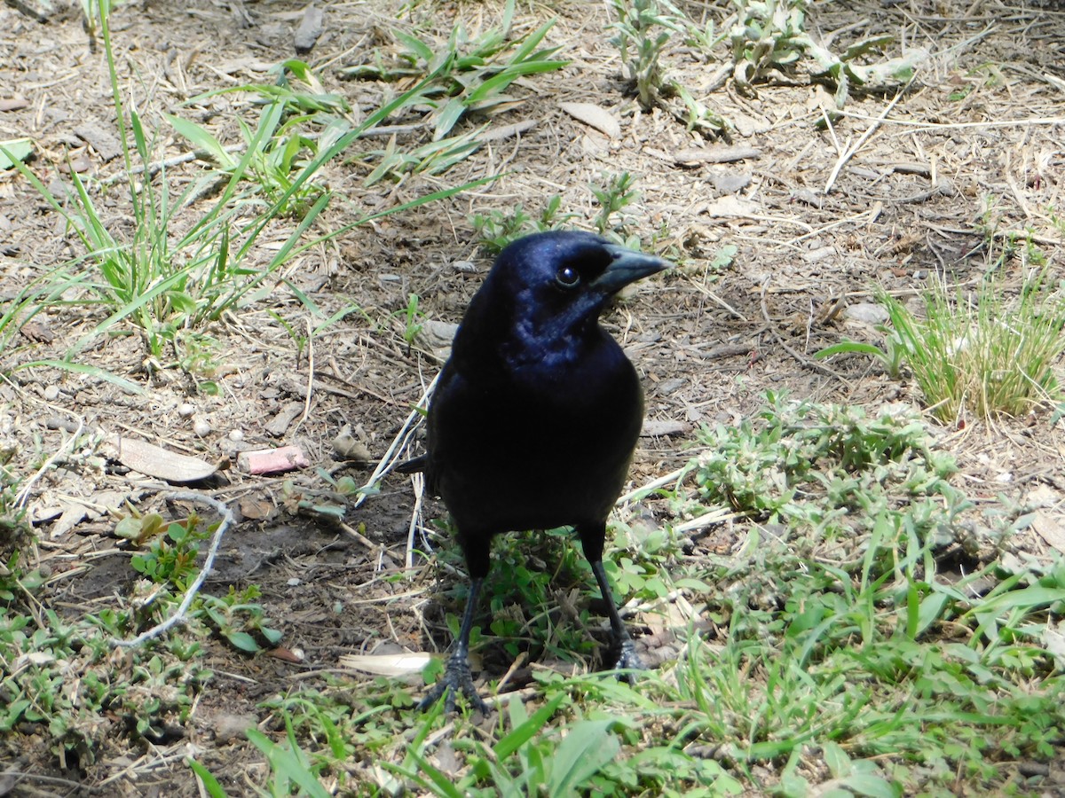 Блестящий трупиал - ML644648853