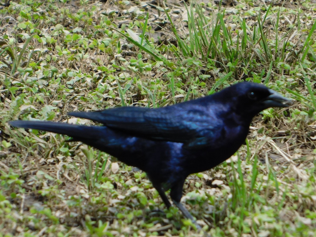 Блестящий трупиал - ML644648854