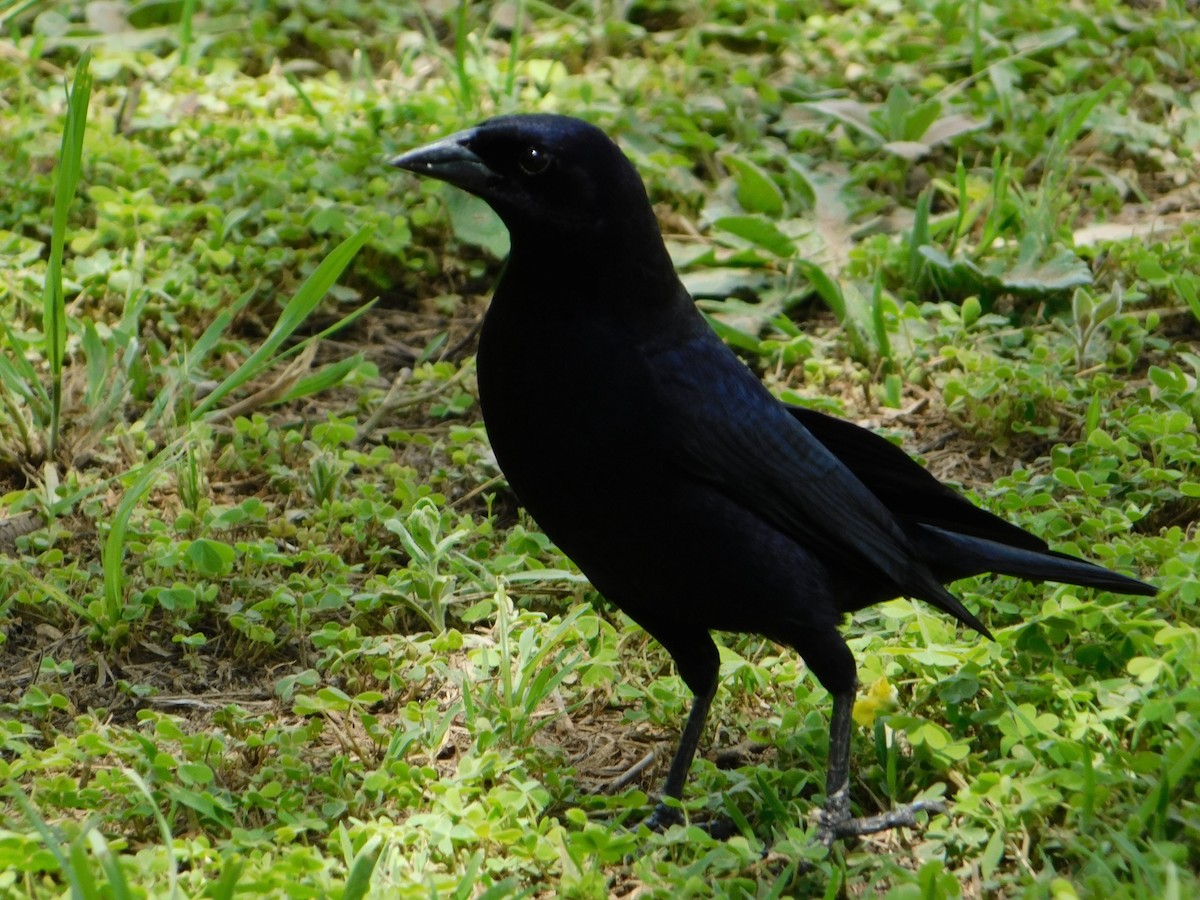 Блестящий трупиал - ML644648855