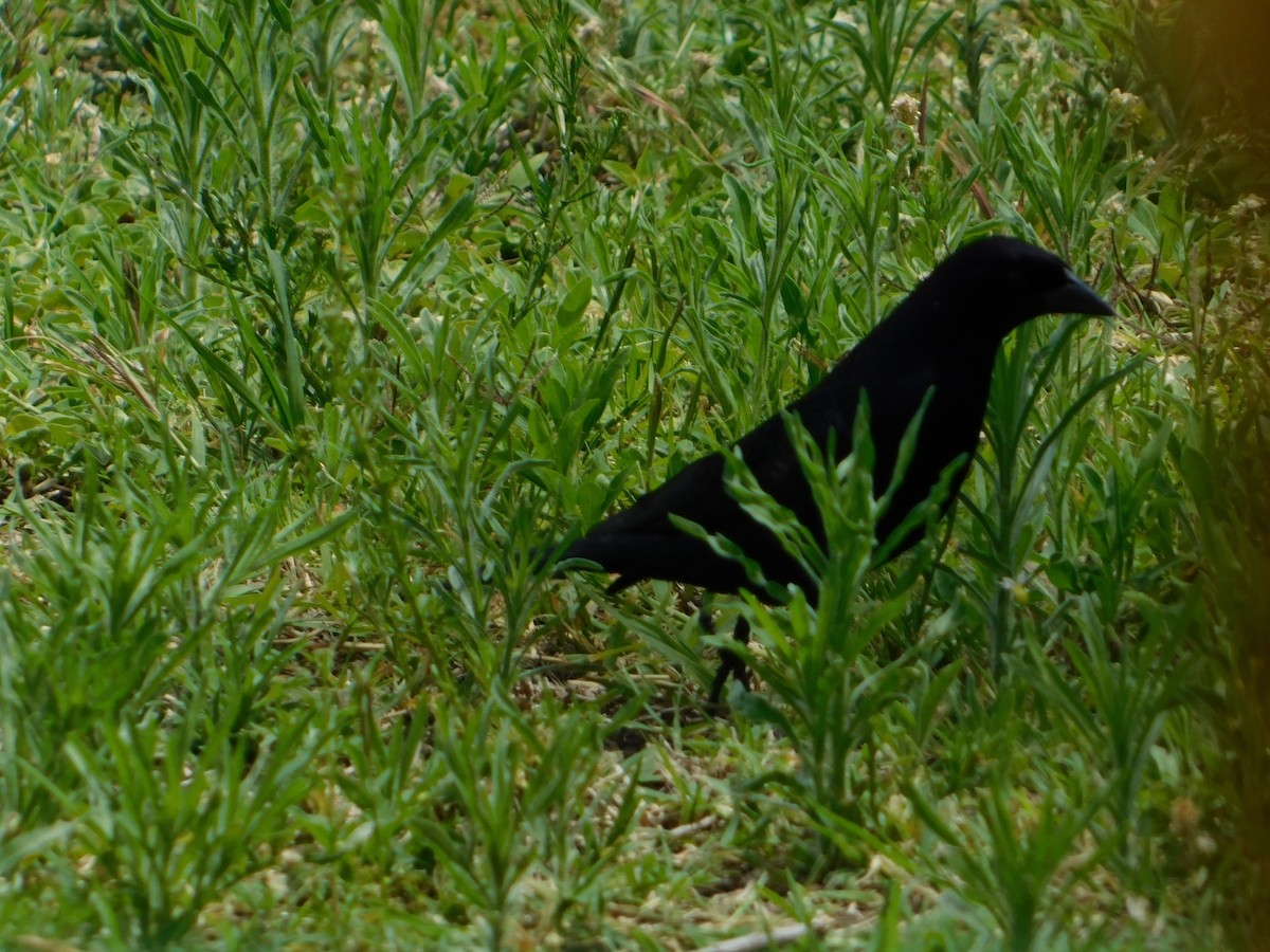 Блестящий трупиал - ML644648856