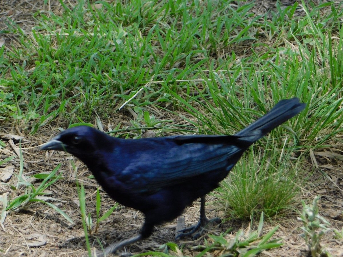 Блестящий трупиал - ML644648857