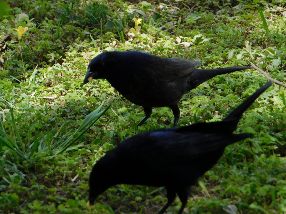 Блестящий трупиал - ML644648858